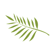 headacheMD fern